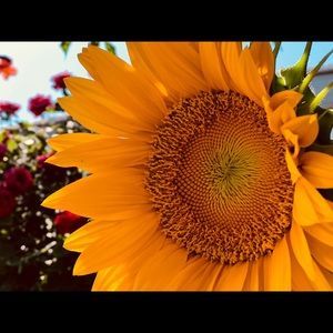 Meet your Posher, Cheyenne